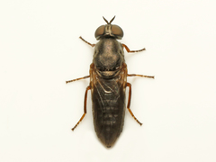 Scenopinus fenestralis