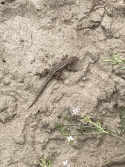 Sceloporus occidentalis becki