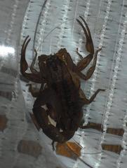 Centruroides limpidus