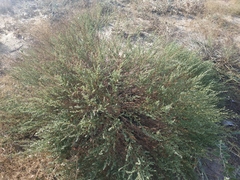 Artemisia arenaria
