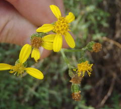 Senecio erysimoides