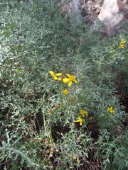 Senecio erysimoides