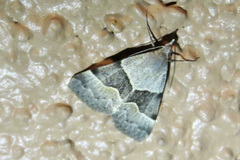 Hemeroplanis incusalis