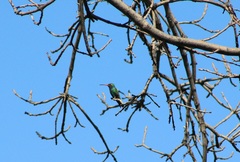 Cynanthus latirostris