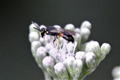 Hylaeus ornatus