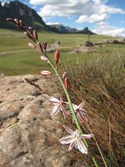 Trachyandra asperata