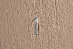 Mesocrambus candiellus
