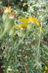 Senecio erysimoides