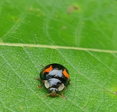 Harmonia axyridis
