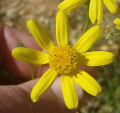 Senecio harveianus