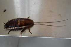 Drymaplaneta heydeniana