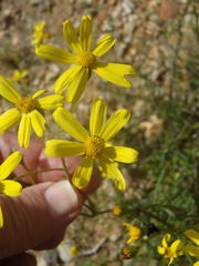 Senecio harveianus