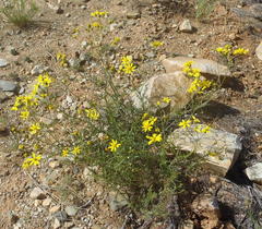 Senecio harveianus