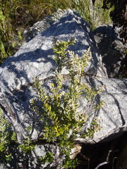 Phylica paniculata