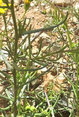 Senecio harveianus