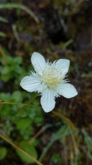 Parnassia cirrata intermedia
