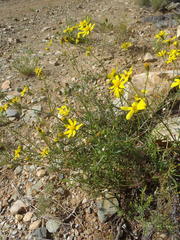 Senecio harveianus