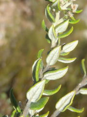 Phylica paniculata