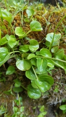 Parnassia cirrata intermedia