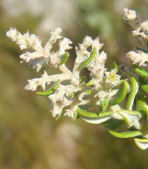Phylica paniculata