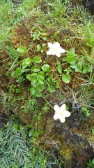 Parnassia cirrata intermedia
