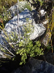 Phylica paniculata