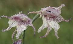 Gladiolus maculatus