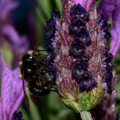 Osmia lignaria propinqua