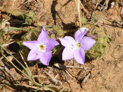 Barleria macrostegia