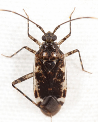Eustictus necopinus