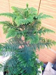 Araucaria heterophylla