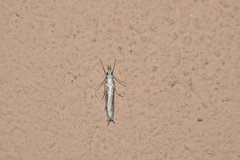 Mesocrambus candiellus