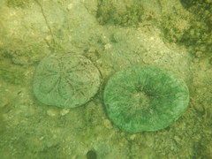 Clypeaster rosaceus