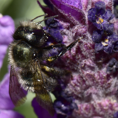 Osmia lignaria propinqua