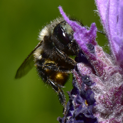 Osmia lignaria propinqua