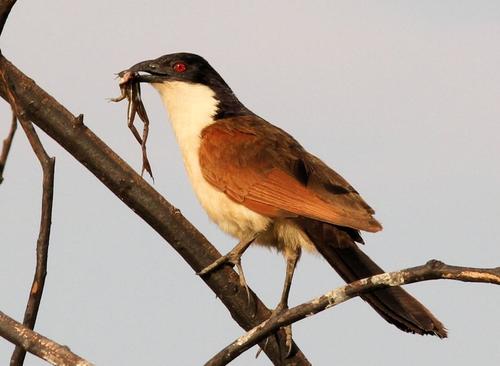 Coppery-tailed Coucal (Centropus cupreicaudus), photo 8