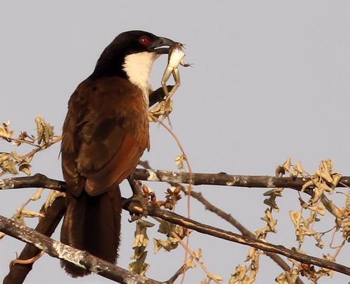 coppery-tailed coucal (Centropus cupreicaudus)