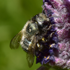 Osmia lignaria propinqua