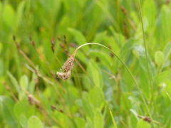 Carex limosa