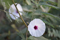 Ipomoea anisomeres