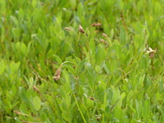 Carex limosa