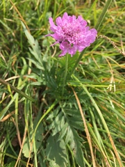 Scabiosa velenovskiana
