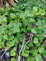 Hedera azorica