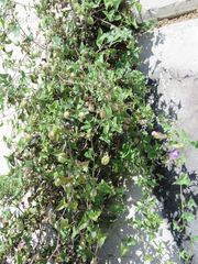 Maurandya antirrhiniflora