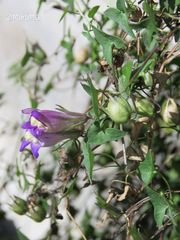 Maurandya antirrhiniflora