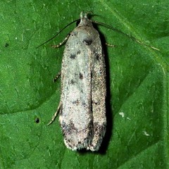 Anacampsis innocuella