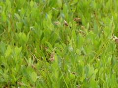 Carex limosa