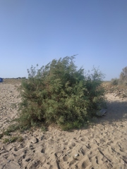 Tamarix tetrandra