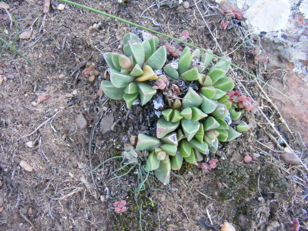 Machairophyllum brevifolium; photograph (c) James Deacon, some rights reserved (CC BY-SA)