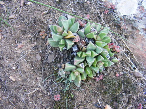 Machairophyllum brevifolium